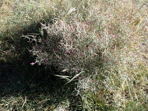 Image of Thorny Skeletonweed (Pleiacanthus spinosus) by (c) John Brew, some rights reserved (CC BY)