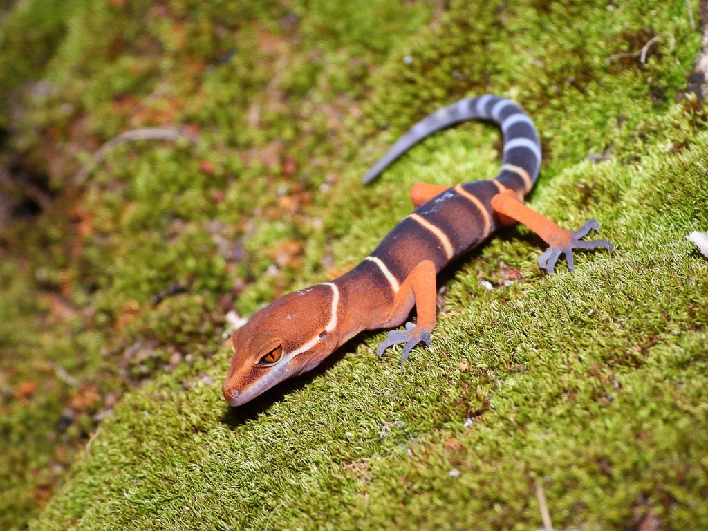 Yingde Leopard Gecko
