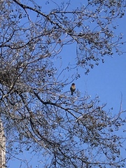 Haemorhous mexicanus