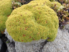 Bolax gummifera