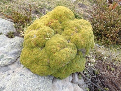 Bolax gummifera