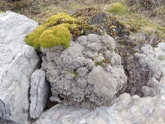 Bolax gummifera