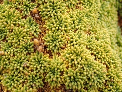 Bolax gummifera