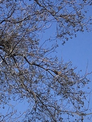 Haemorhous mexicanus