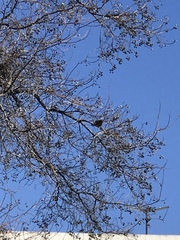 Haemorhous mexicanus