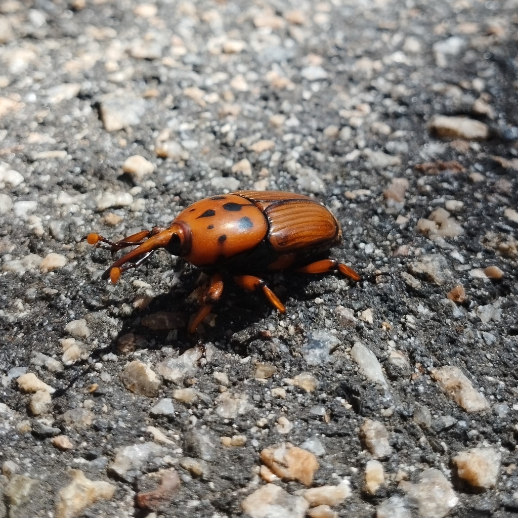 Red Palm Weevil