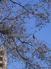 Haemorhous mexicanus