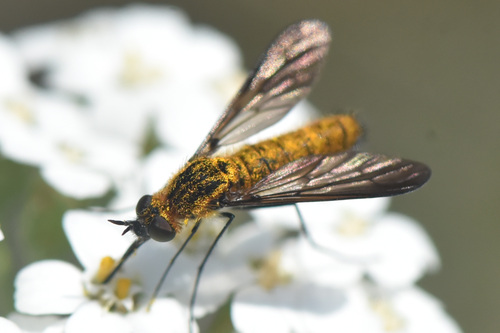 Thevenetimyia luctifera