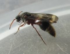 Ephutomorpha bivulnerata