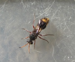 Ephutomorpha bivulnerata