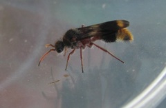 Ephutomorpha bivulnerata