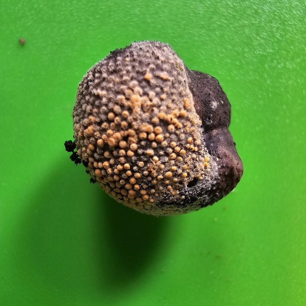 Clonostachys rosea