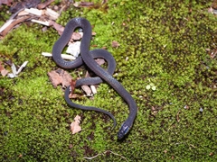 Zong's Odd-Scaled Snake photo 1