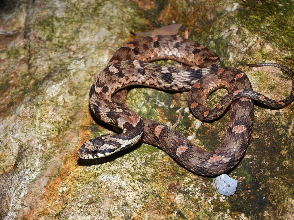 Big-eyed Bamboo Snake from 中国湖南省郴州市宜章县 on October 3, 2023 at 11:11 PM ...