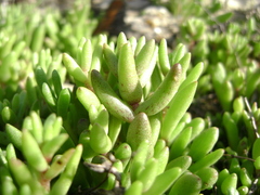 Dudleya blochmaniae blochmaniae