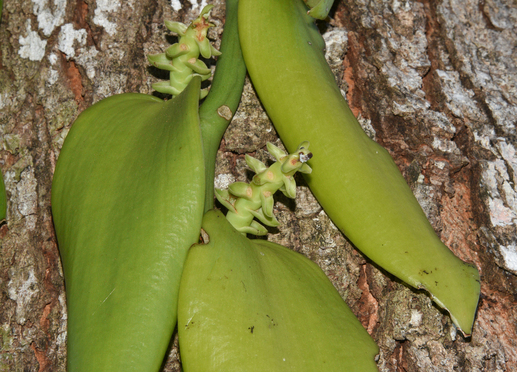 Vanilla pompona