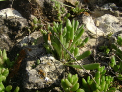 Dudleya blochmaniae blochmaniae