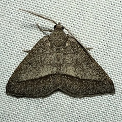 Macaria varadaria