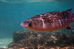 Thick-Lipped Mullet photo 5