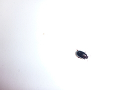 Dactylosternum abdominale