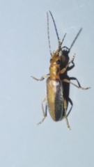 Oxycopis