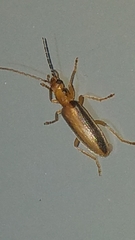 Oxycopis