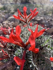 Astragalus coccineus