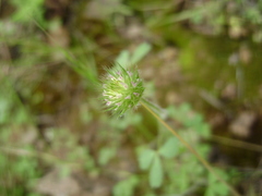Trifolium microcephalum