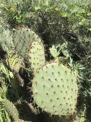 Opuntia oricola