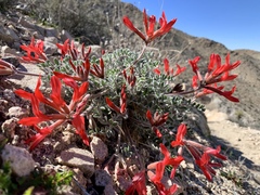 Astragalus coccineus