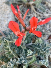 Astragalus coccineus