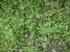 Trifolium microcephalum