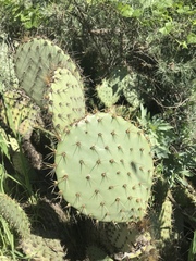 Opuntia oricola
