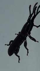 Paratrachelizus uncimanus