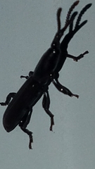 Paratrachelizus uncimanus