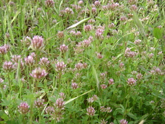 Trifolium ciliolatum