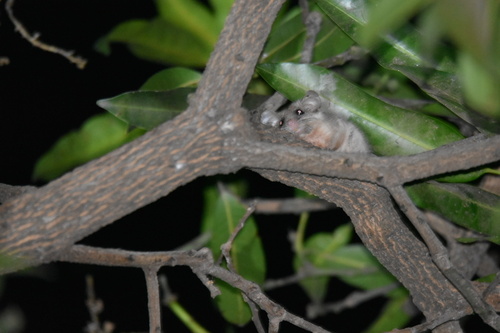 Noack's African Dormouse (Graphiurus microtis)