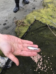 Fundulus parvipinnis