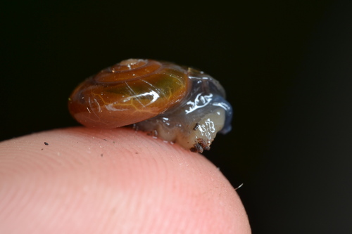 Swiss Glass Snail