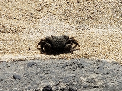 Metopograpsus thukuhar