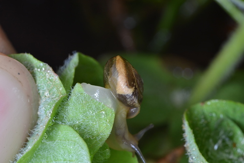 Brown Snail