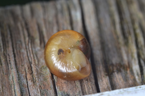 Brown Snail