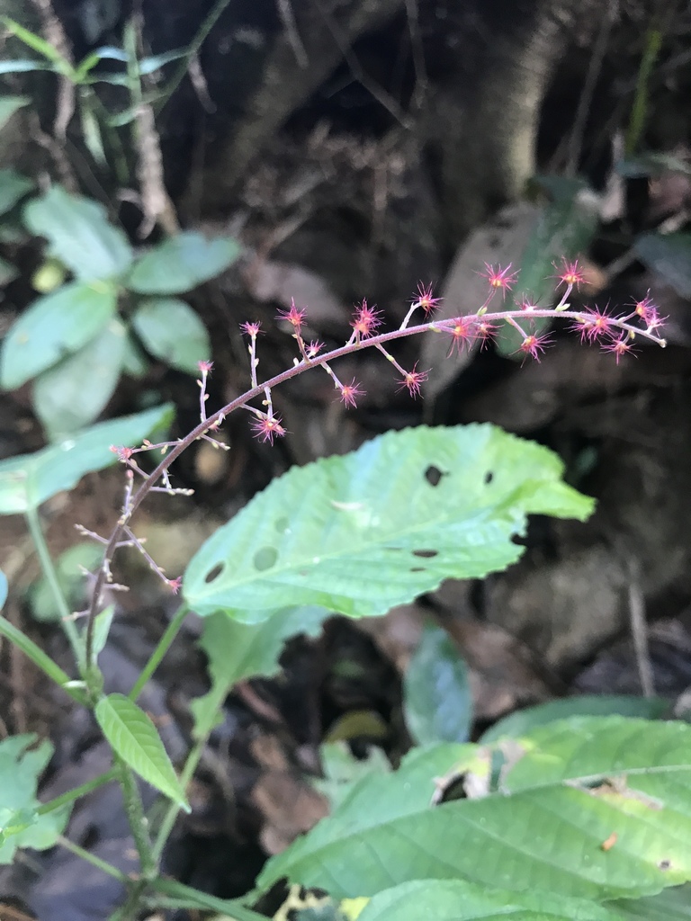 Acalypha costaricensis (Kuntze) Knobl. ex Pax & K.Hoffm.