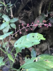 Acalypha costaricensis image