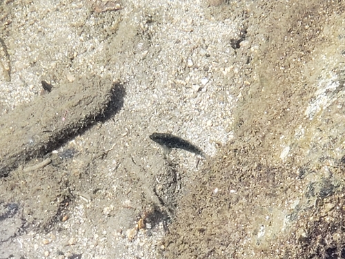 Asterropteryx semipunctata