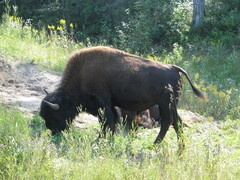 Bison bison athabascae