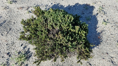 Image of Eriogonum fastigiatum by (c) Alan Rockefeller, some rights reserved (CC BY)