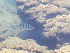 Abudefduf abdominalis