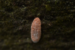 Coelostomidia zealandica