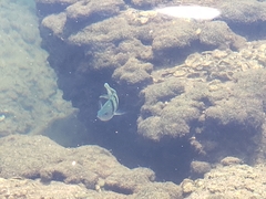 Abudefduf abdominalis